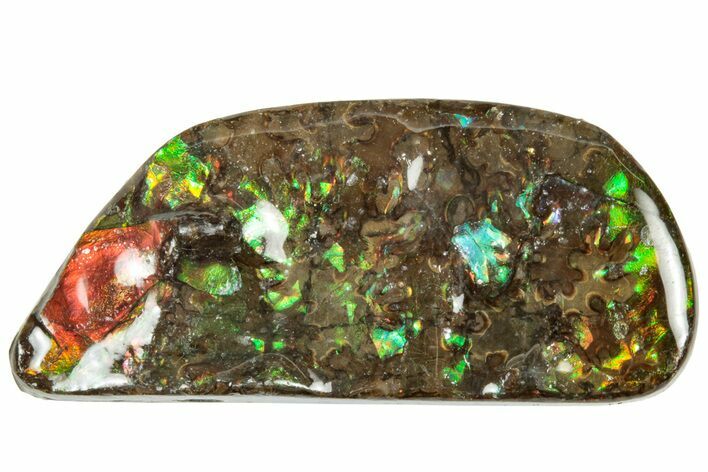 Iridescent Ammolite (Fossil Ammonite Shell) - Alberta #320798